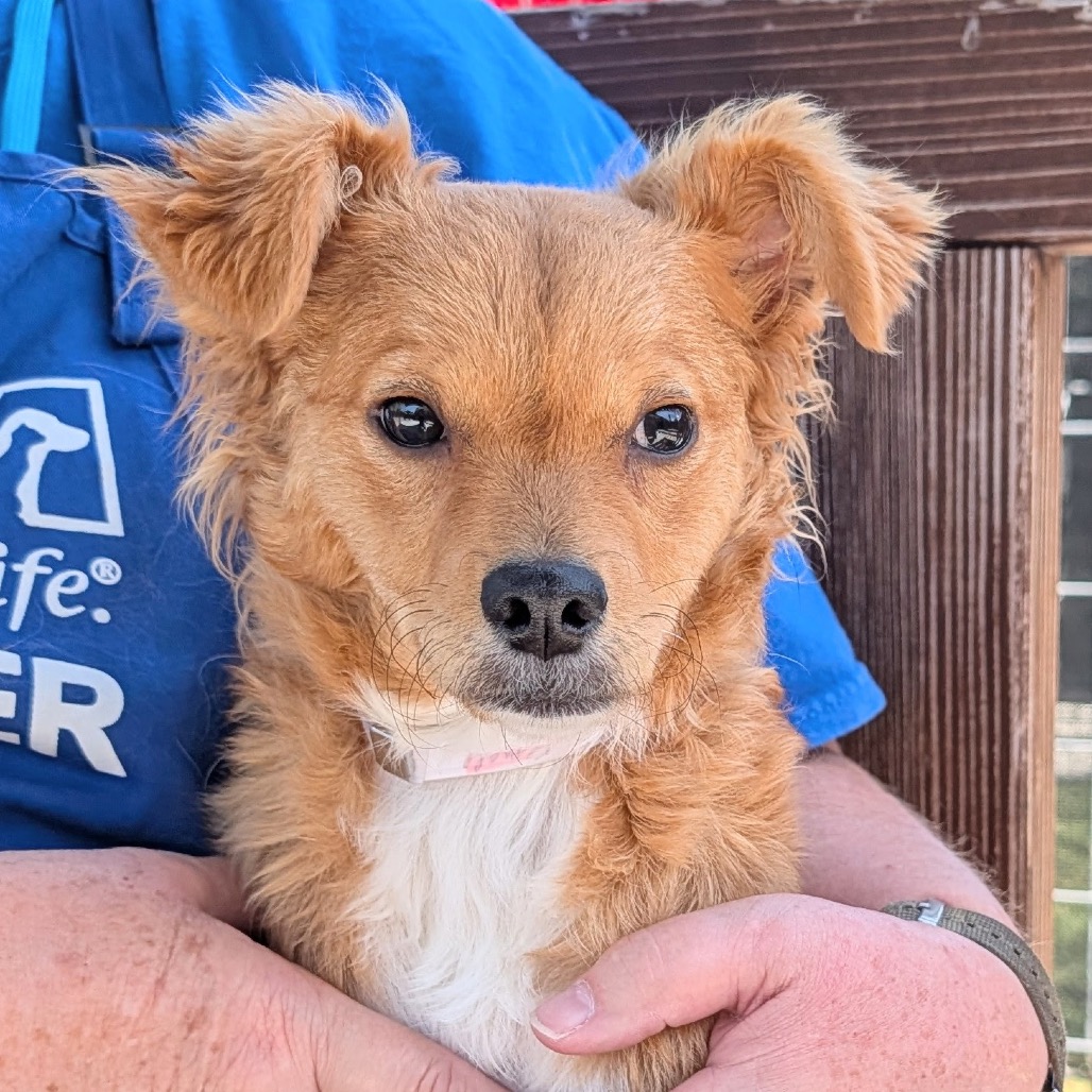 Masquerade the 
