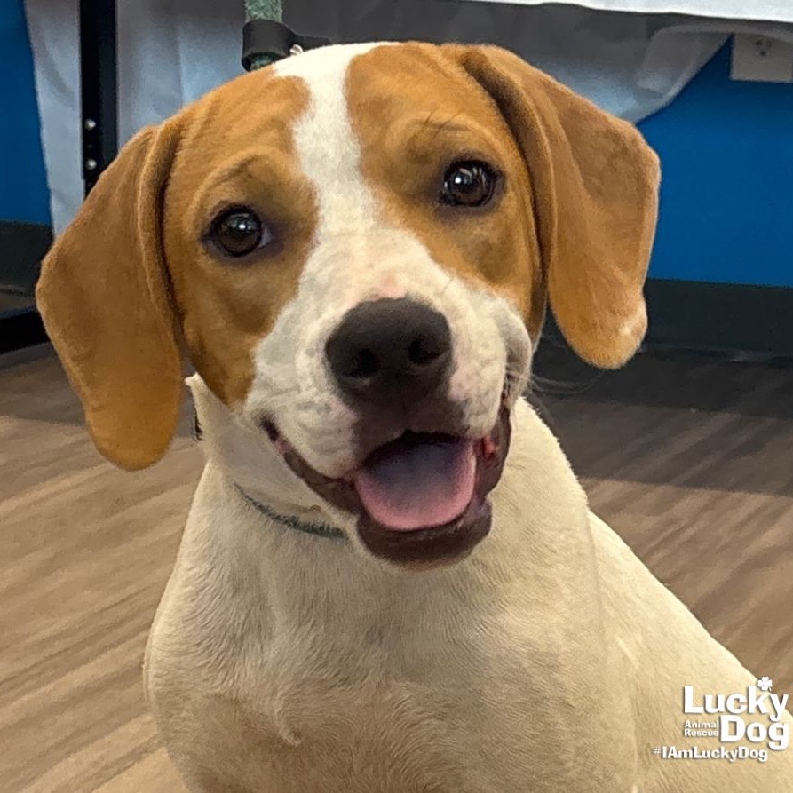 BLONDIE - Coonhound, Treeing Walker / Retriever, Labrador available for adoption
