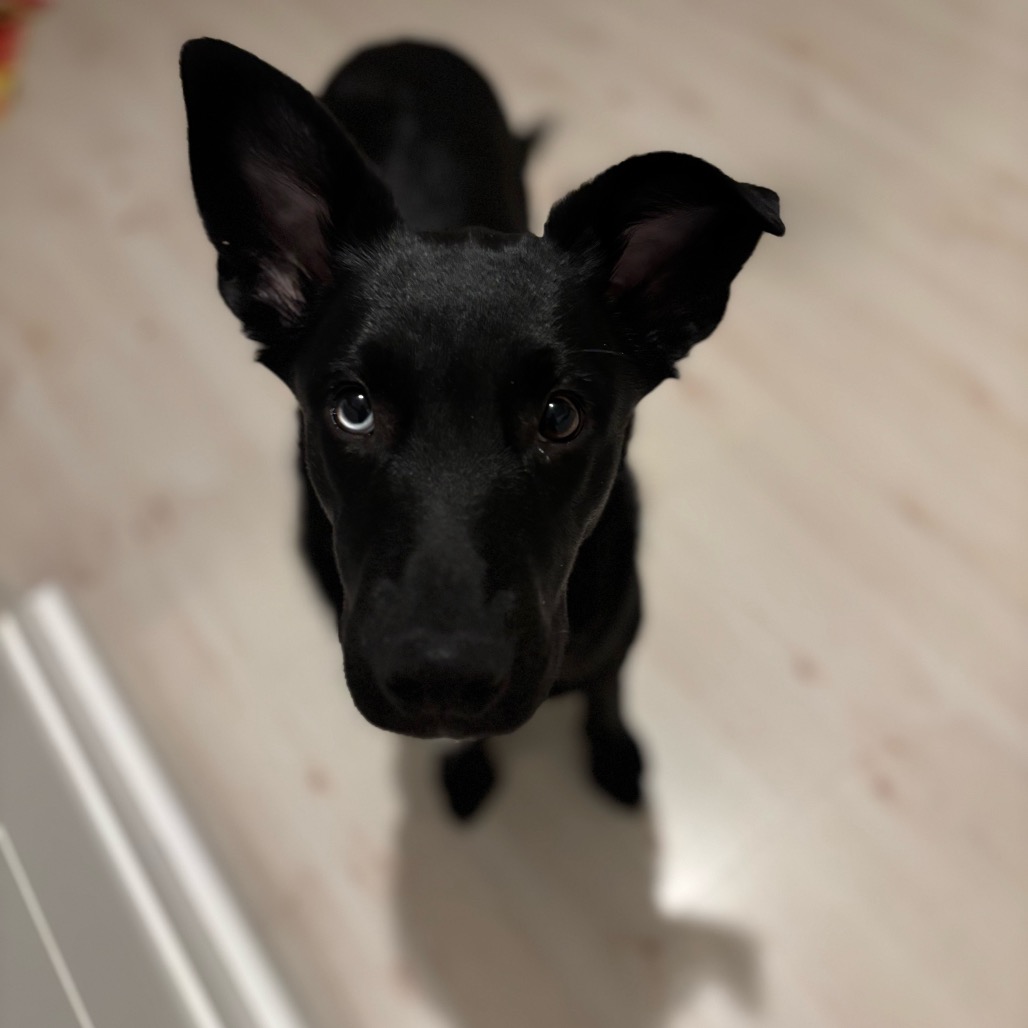 Black Retriever, Labrador/Mixed Breed (Large) Dog