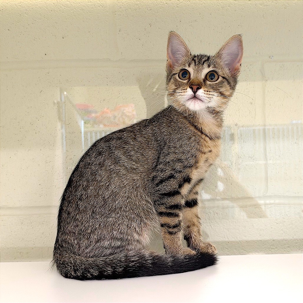 CHRISTINE - Domestic Shorthair / Domestic Shorthair available for adoption