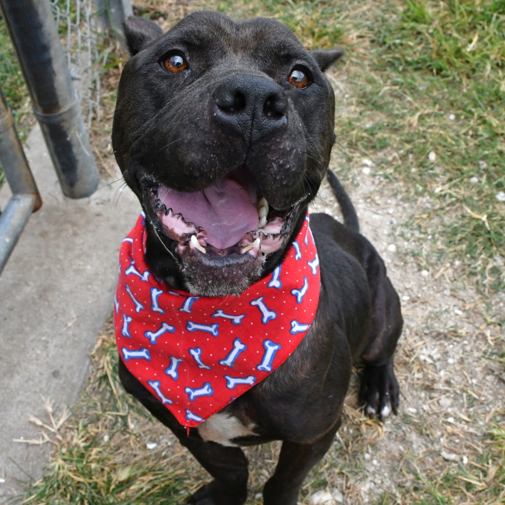 NED - Terrier / Pit Bull available for adoption