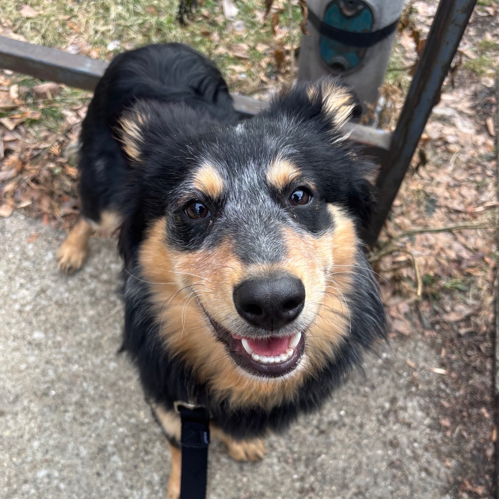 Koala — thumbnail 4