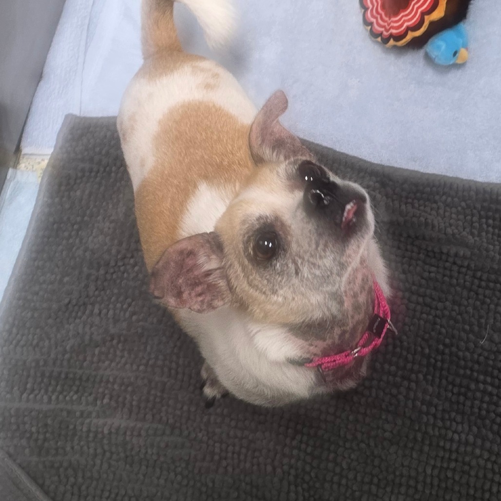 DR. FRECKLES - Mixed Breed (Small) available for adoption