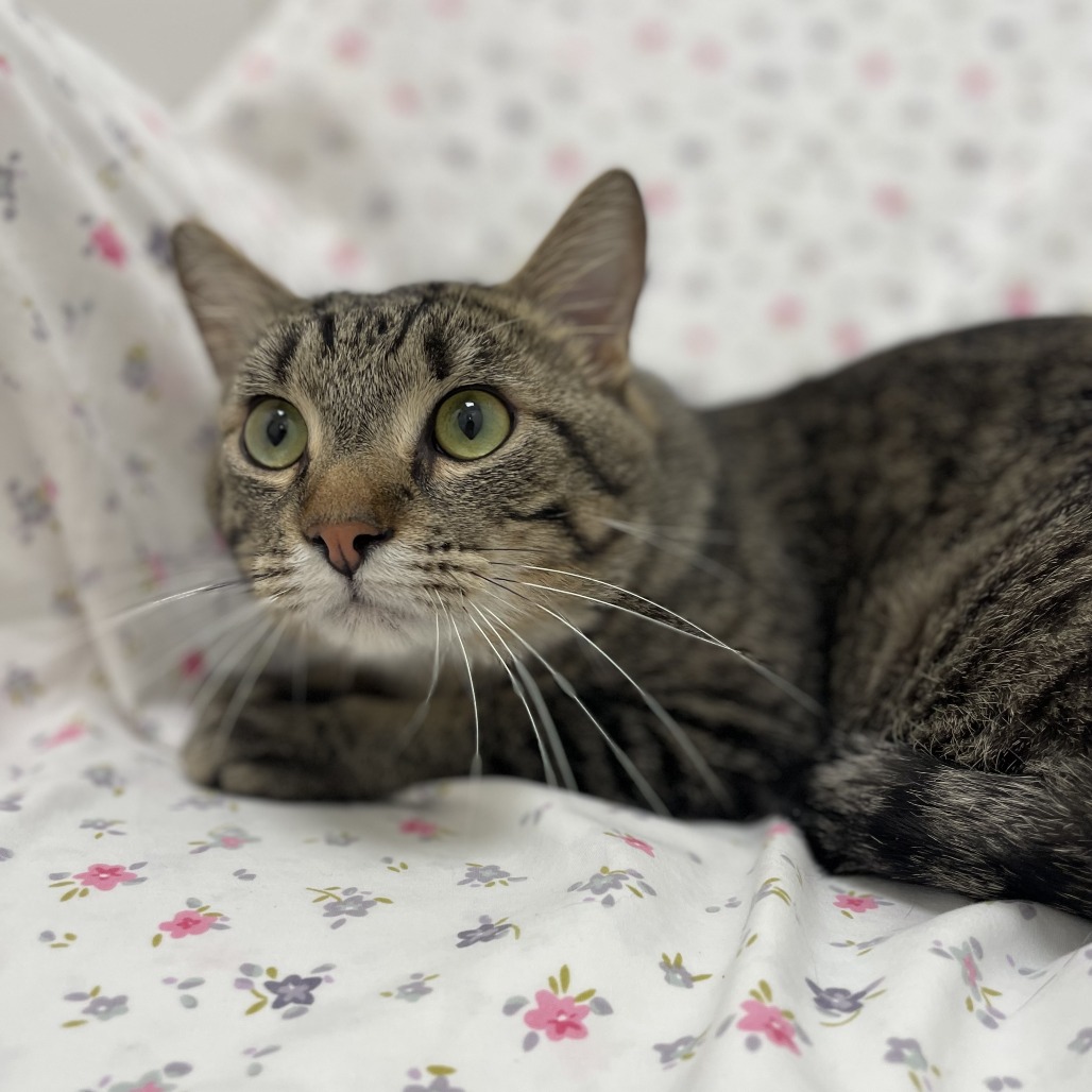 Surjio — thumbnail 2