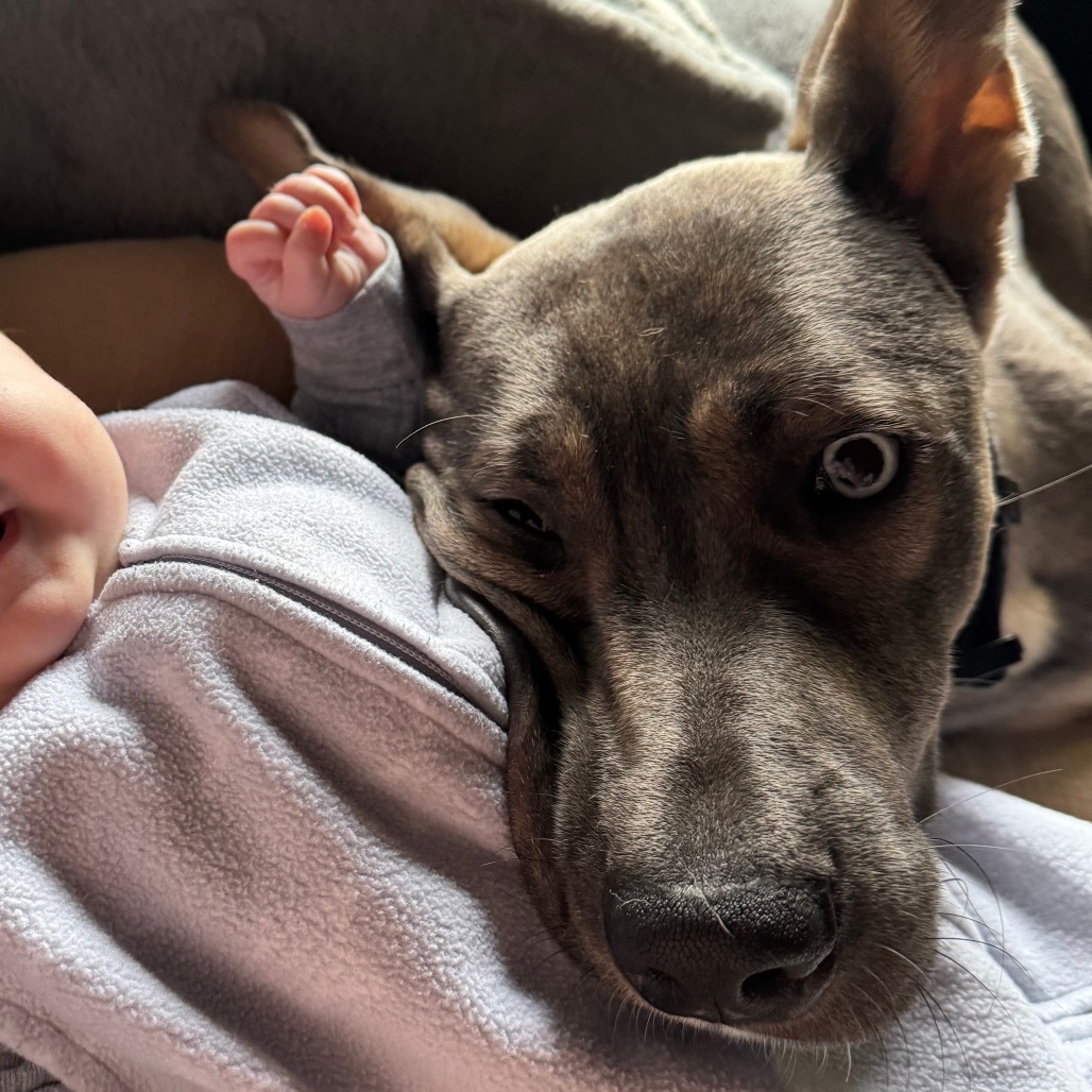 OBE - Mixed Breed (Large) / Husky for adoption in Vancouver