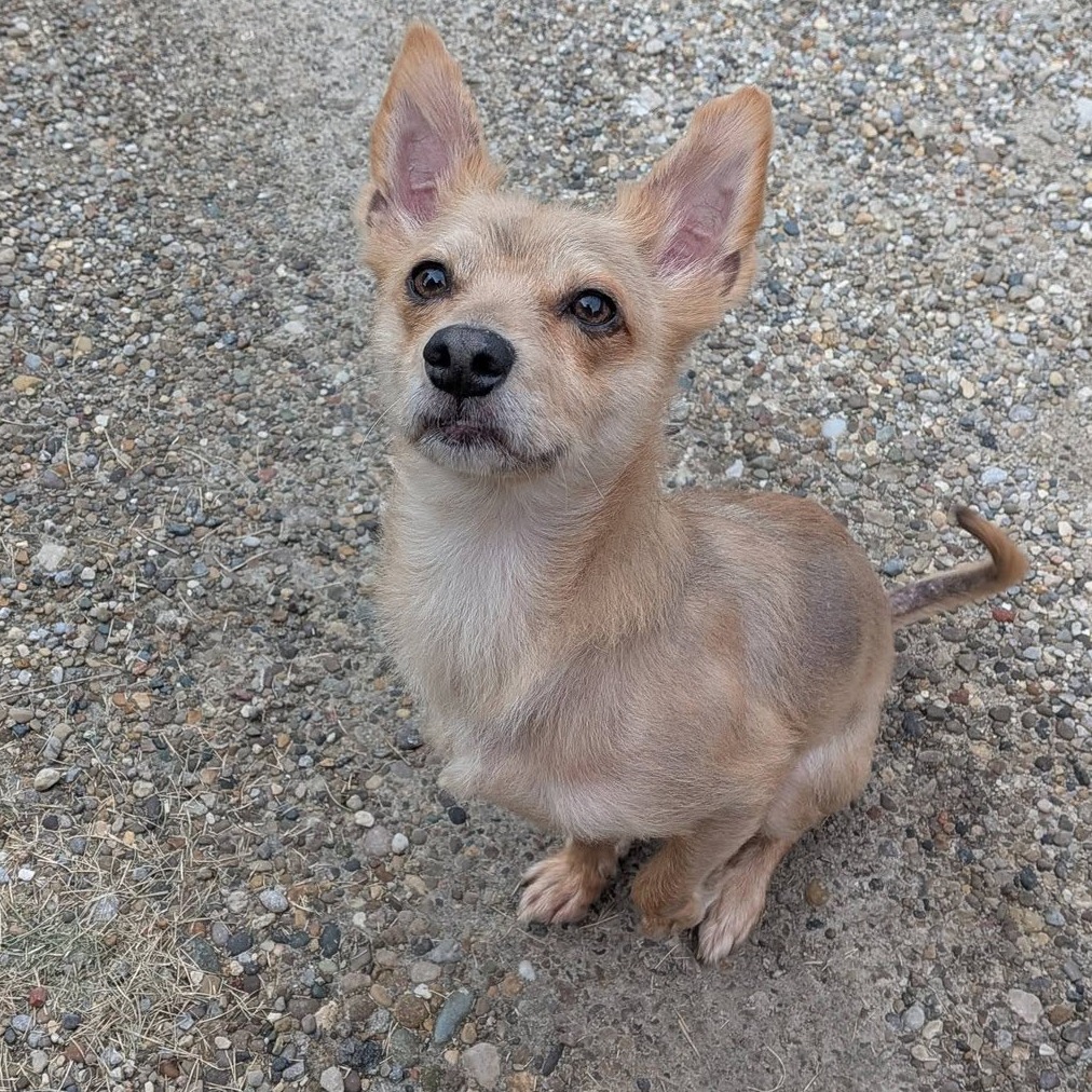 ROSCOE - Mixed Breed (Small) available for adoption