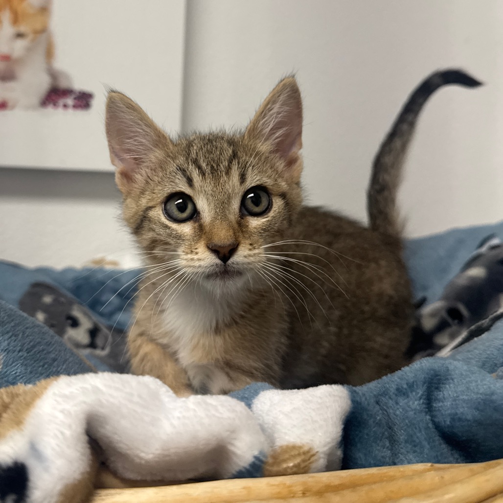 AUTUMN - Domestic Shorthair available for adoption
