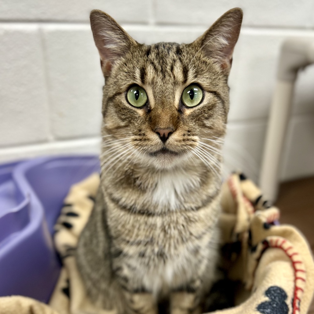 CHUNK - Domestic Shorthair available for adoption