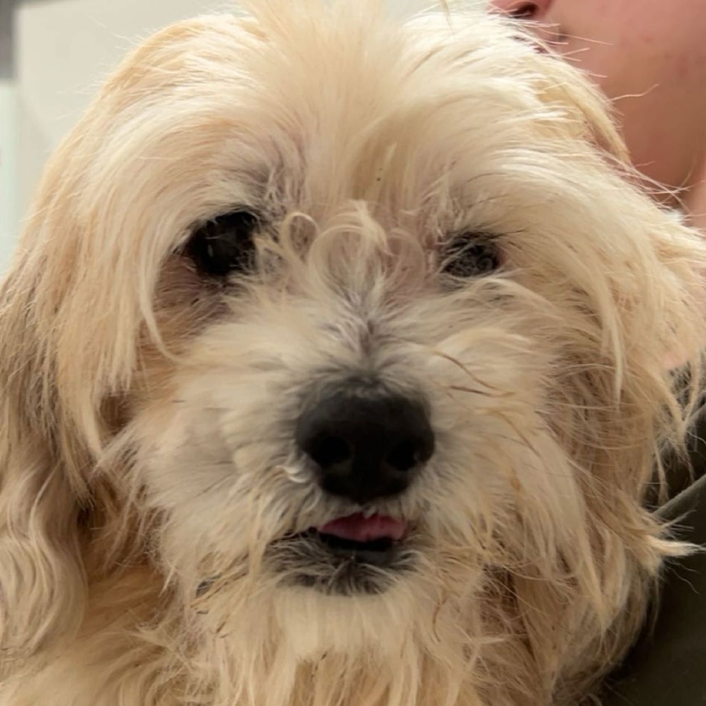 Gizmo — thumbnail 2