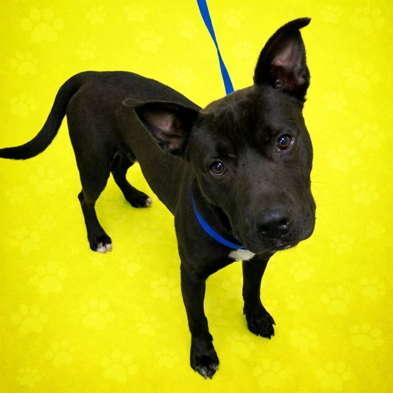 Littleman — thumbnail 3