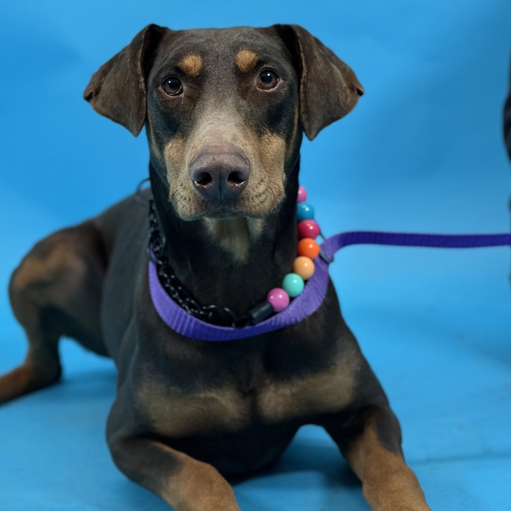 Riley — thumbnail 4