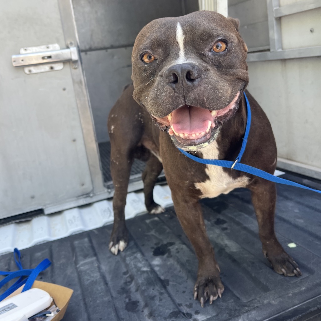 T-REX - Bulldog, French / Terrier, Pit Bull available for adoption