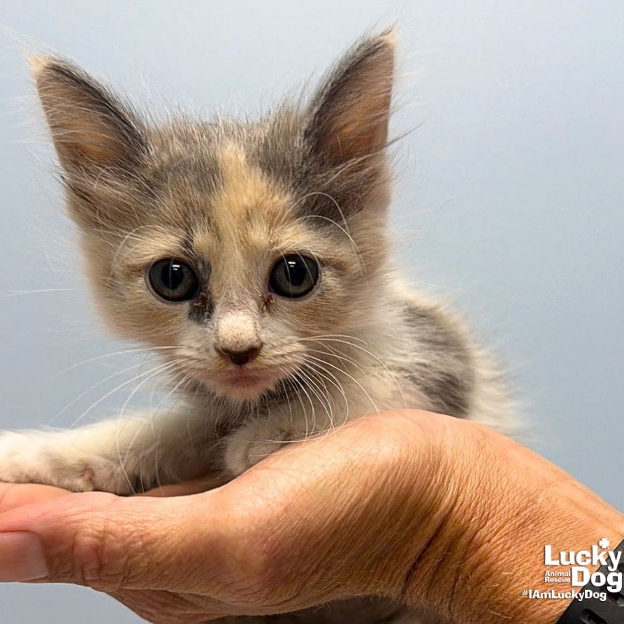 AUTUMN - Domestic Longhair available for adoption