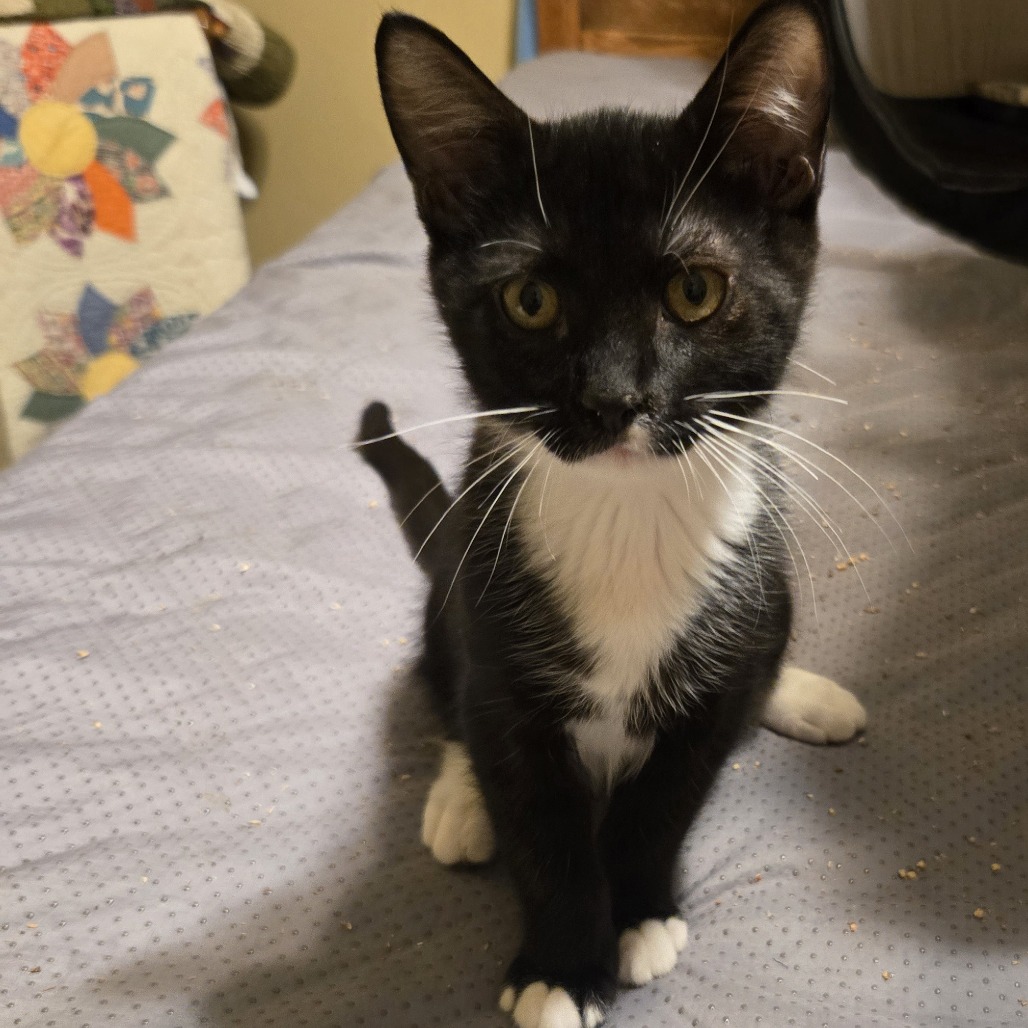 RHETT - Domestic Shorthair available for adoption