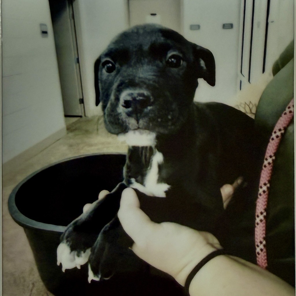 PONZI (GREEN) - Terrier / American Pit Bull available for adoption