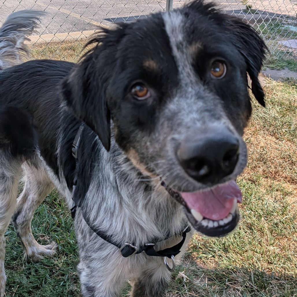 Greyson