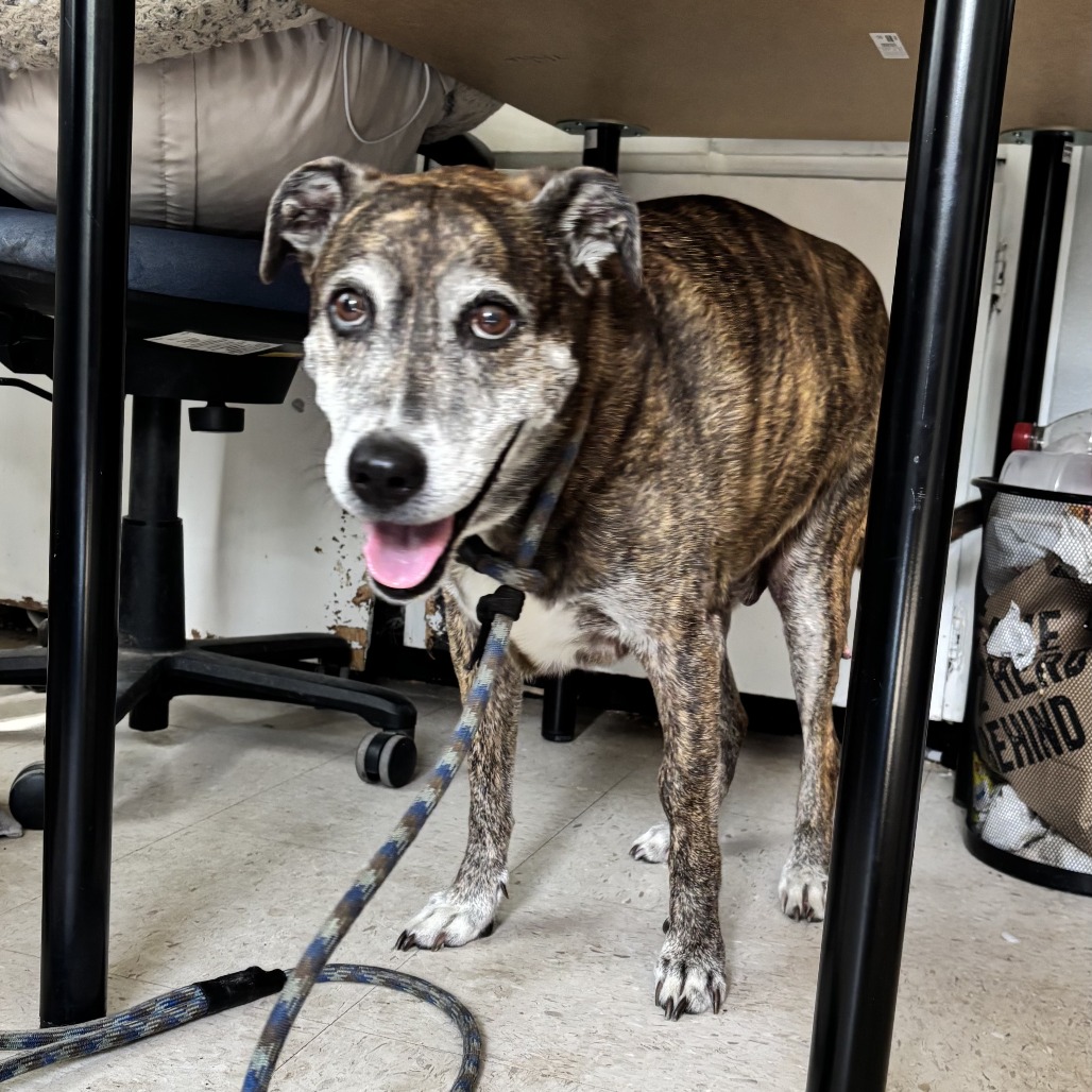 Fred, adoptable senior dog