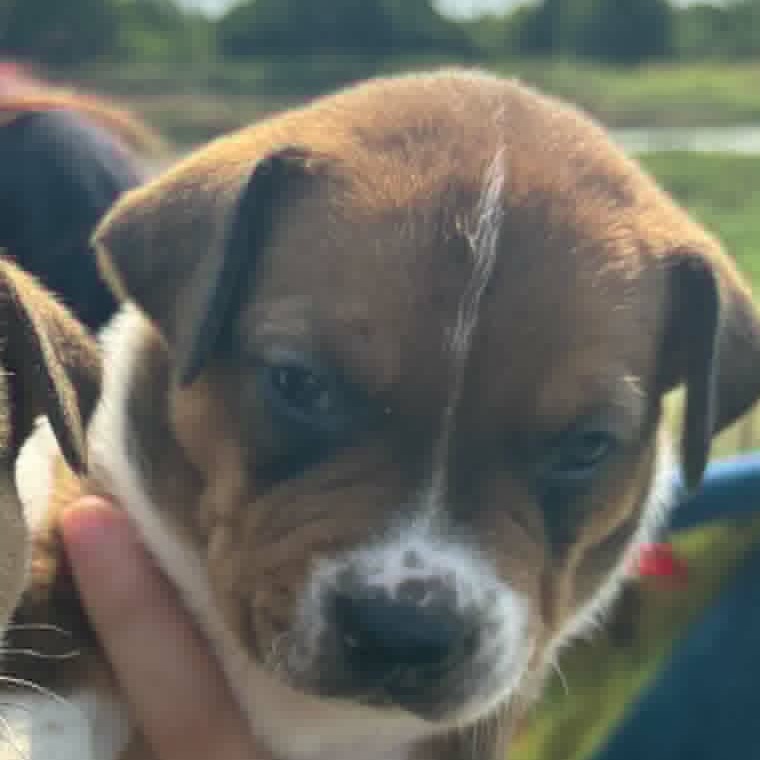 DAVID - Mixed Breed (Medium) available for adoption
