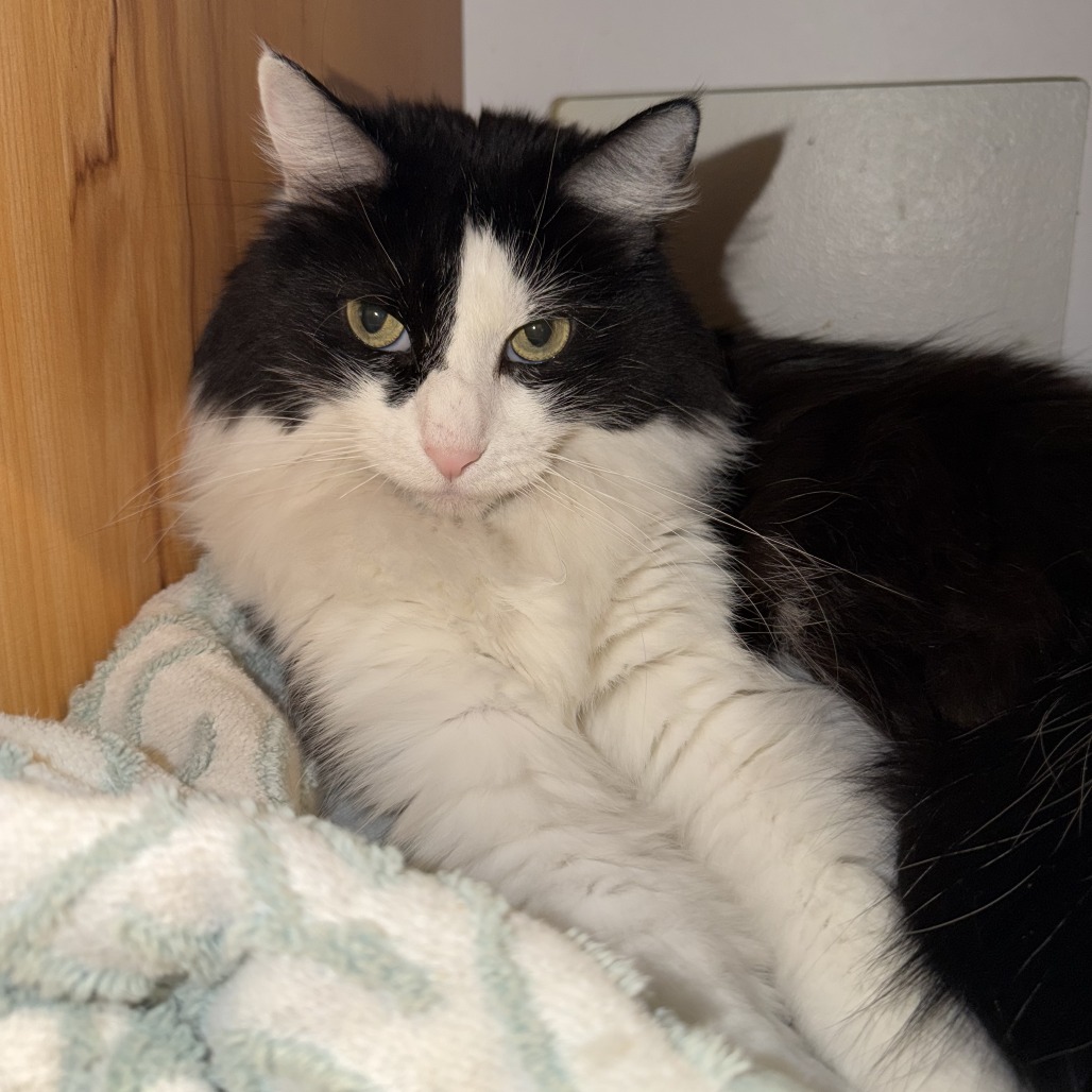 RAJ - Domestic Longhair for adoption in Henderson
