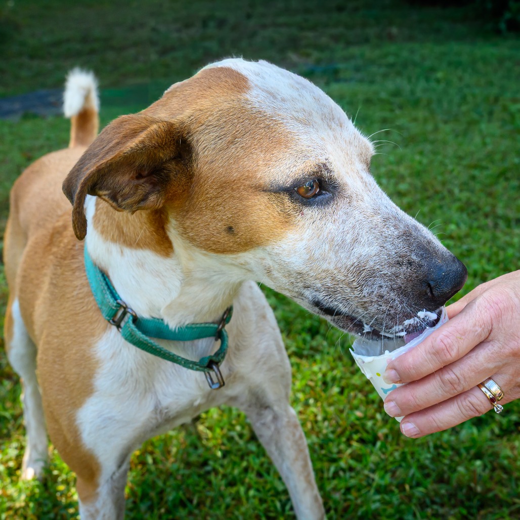 Buster, photo 21