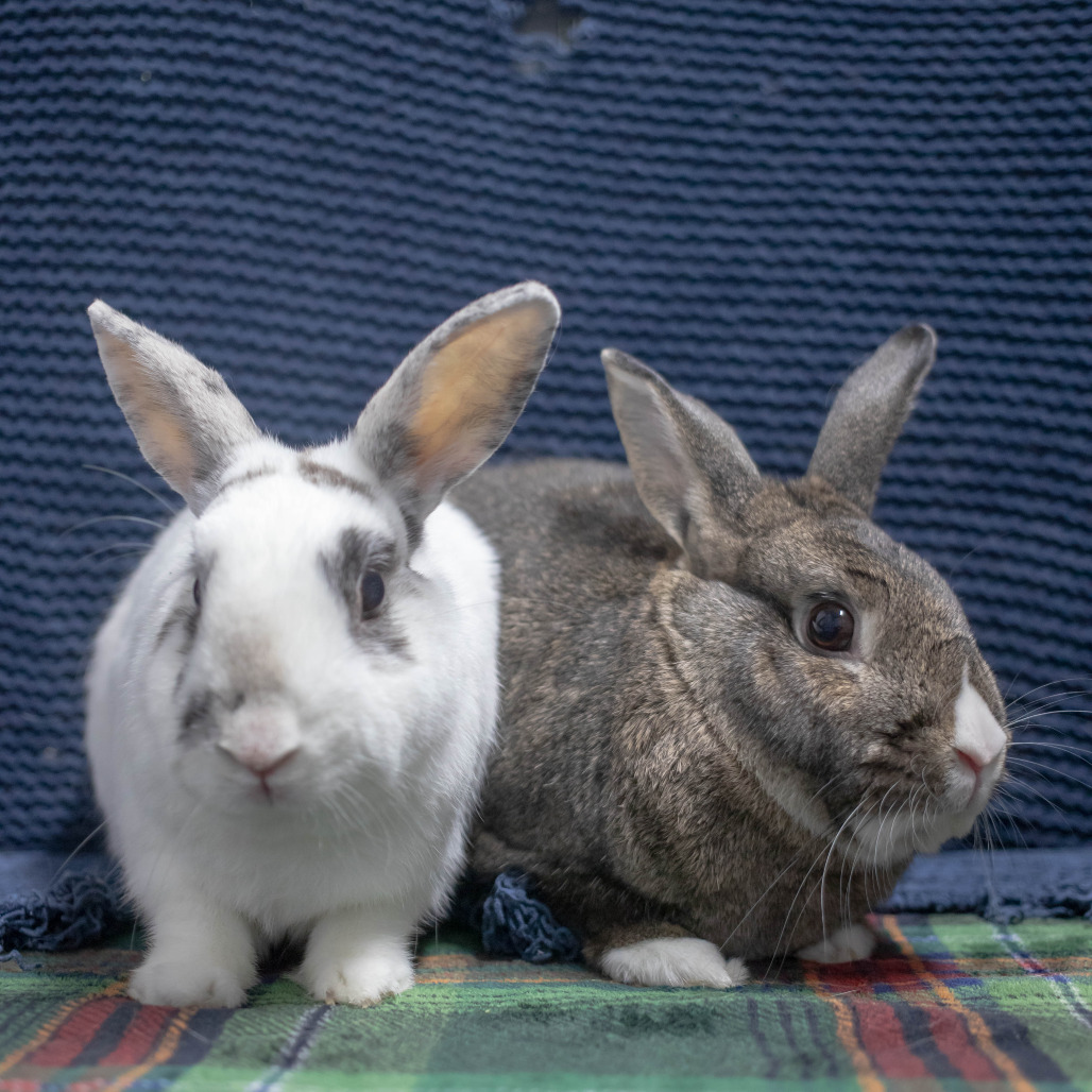 Pippa (bonded to Bowie), photo 11
