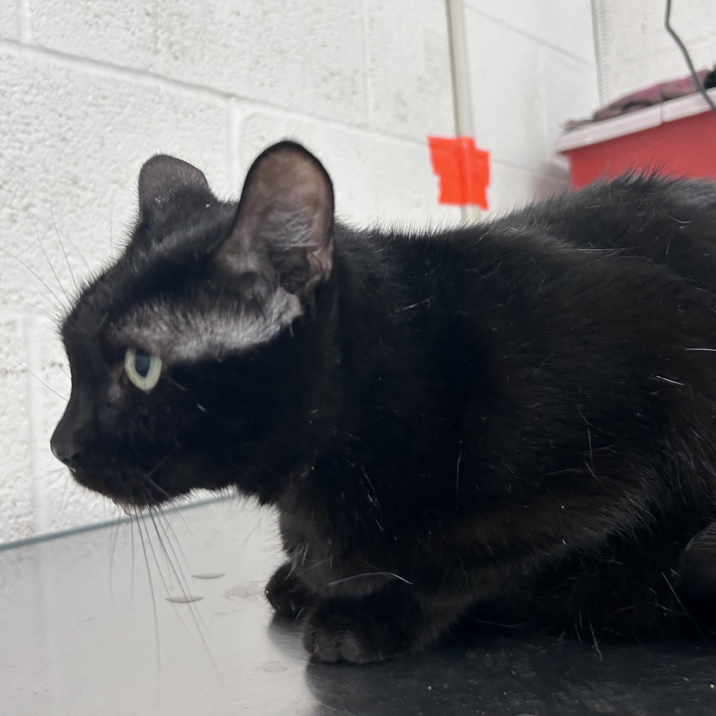 MIDNIGHT SMITH - American Shorthair available for adoption