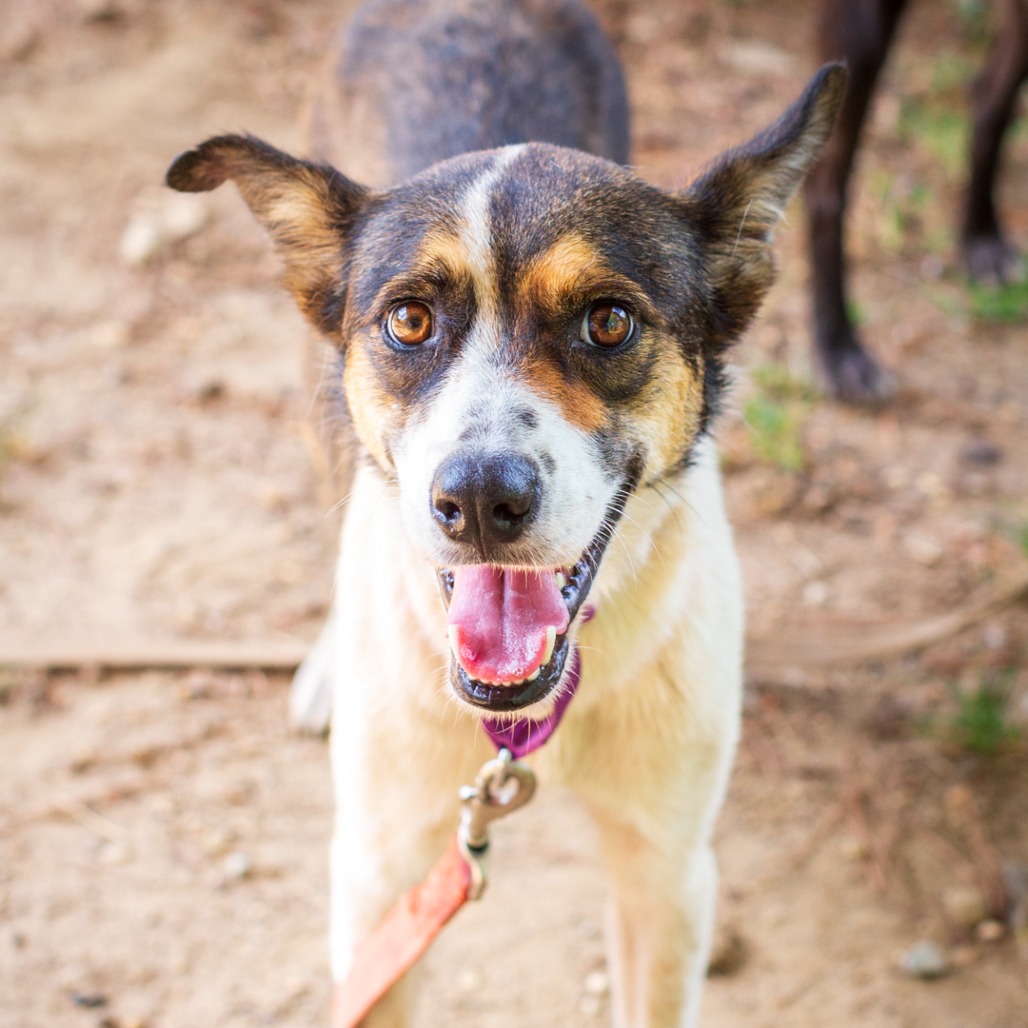 CARLY BETH - Shepherd, German / Collie available for adoption