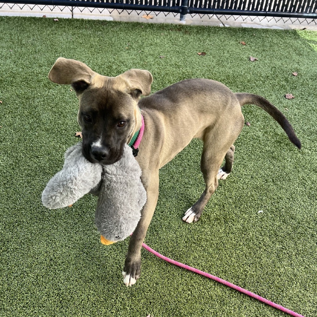 Kali, photo 9
