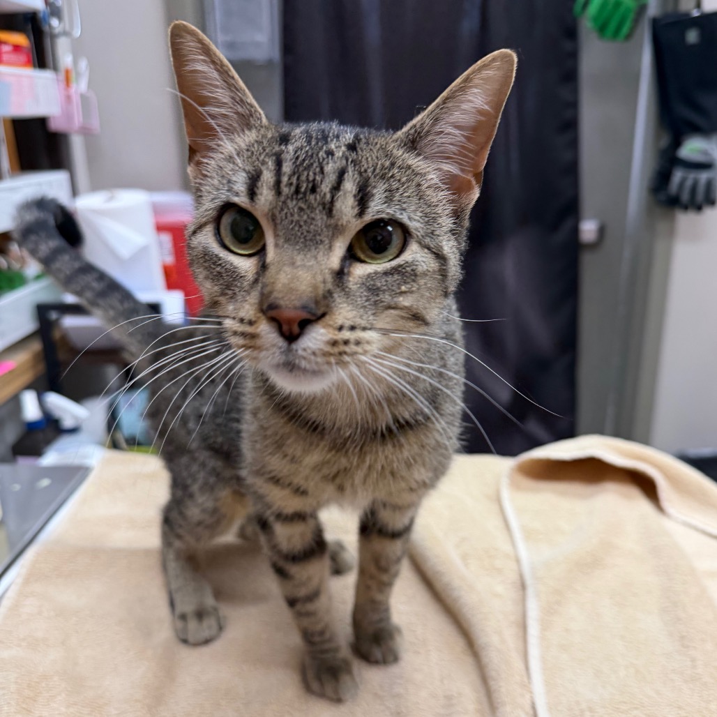 Dontcha — thumbnail 2