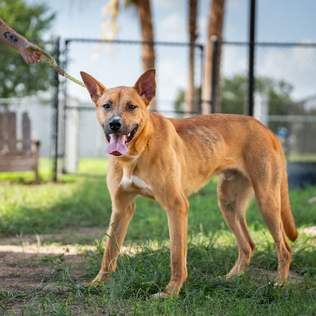 Titan, available for adoption at PVAS