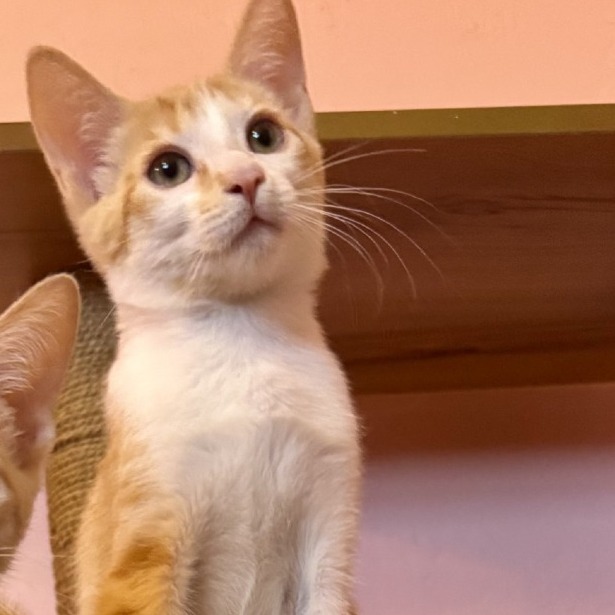 Pollock: Male 3 Domestic Shorthair