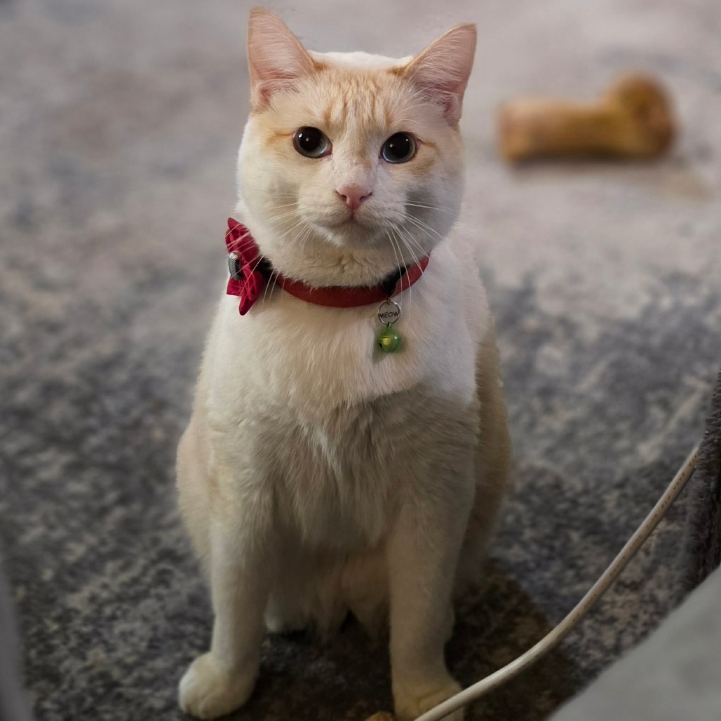Photo of Finley