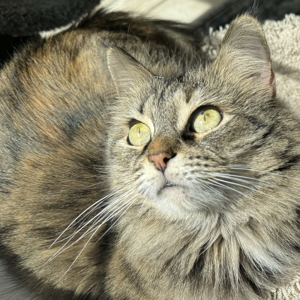 SYLIVIA "SYLZ" - Domestic Medium Hair / Domestic Medium Hair available for adoption