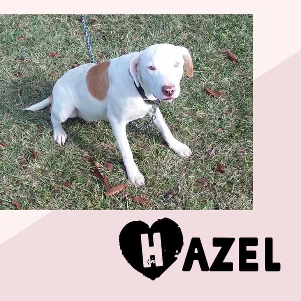 Hazel