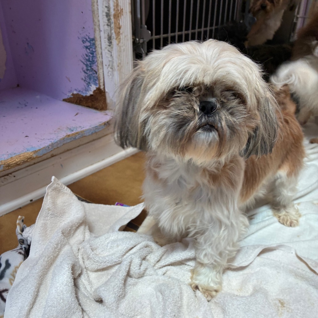 Shih Tzu
