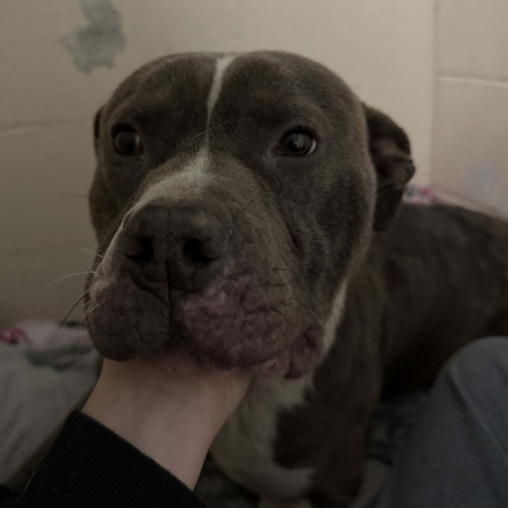 Bruce — thumbnail 2