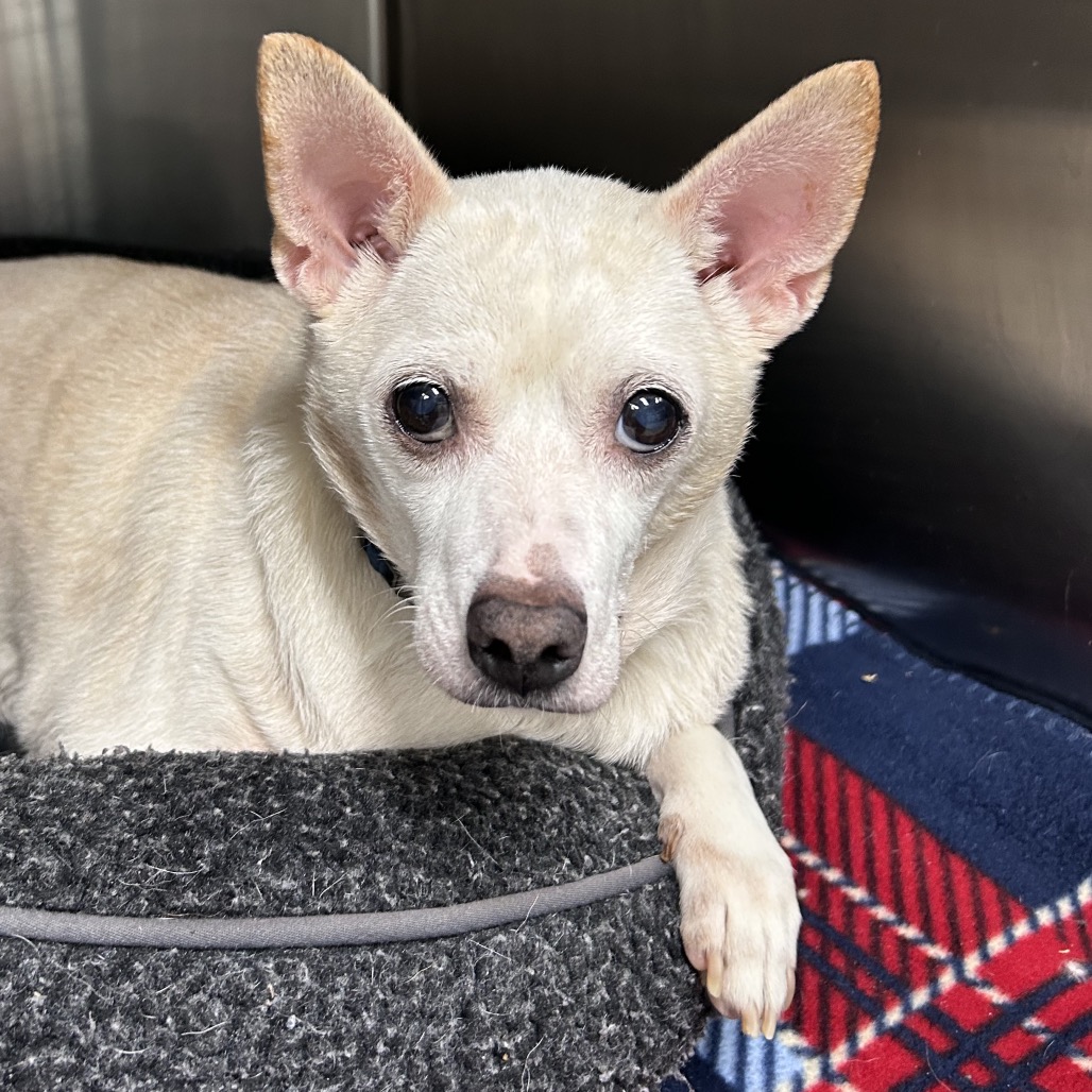 Chico is available for adoption at SPCA Florida
