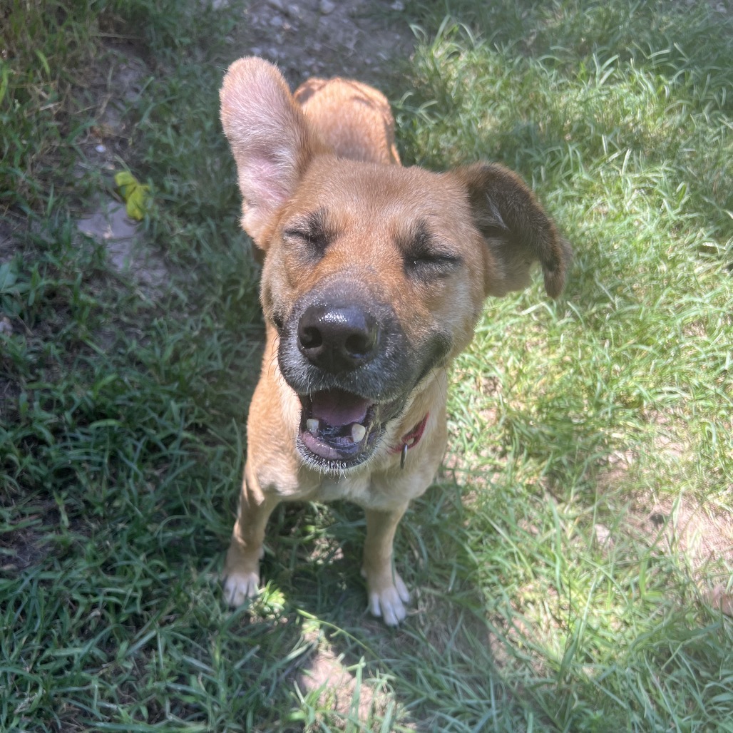 Hazel, photo 10