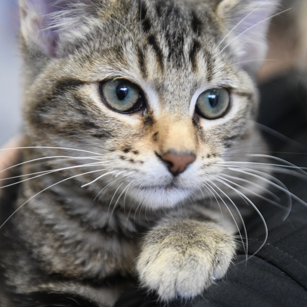 Taco - Domestic Shorthair