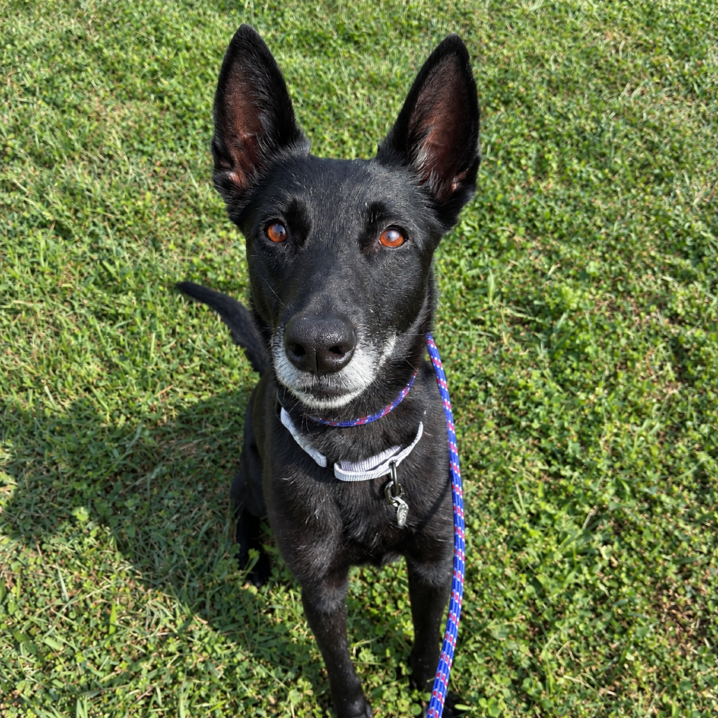 ERA - Malinois / Belgian available for adoption