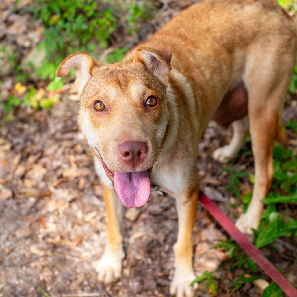 MS. BRISBY - Chinese Shar-Pei / Black Mouth Cur available for adoption