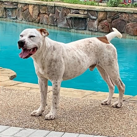 Photo of Bobby Flay(Zeus)