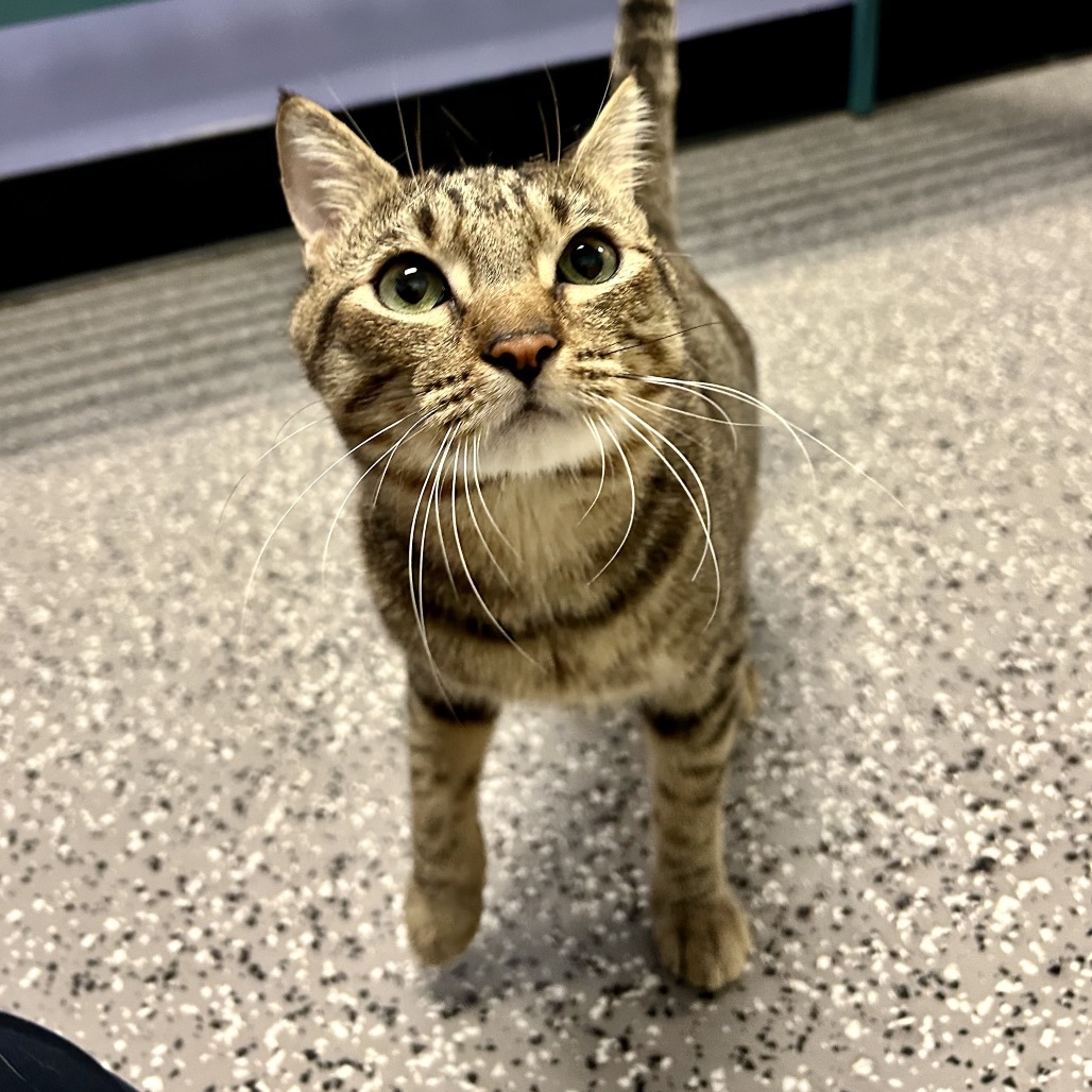 RIDOC - Domestic Shorthair for adoption in Henderson