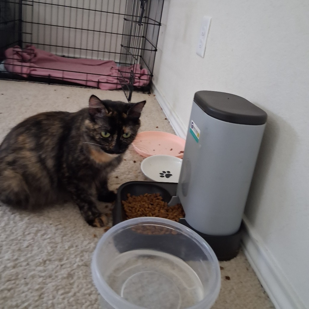 Artemis, photo 5