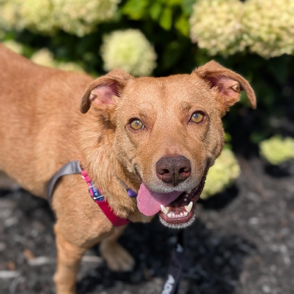 ELSIA - Mixed Breed (Medium) available for adoption