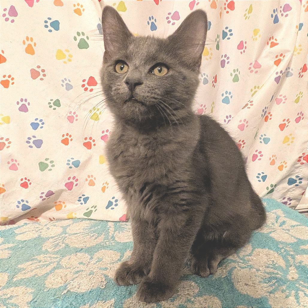 CHANDLER - Domestic Medium Hair available for adoption