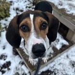 Conga — thumbnail 4