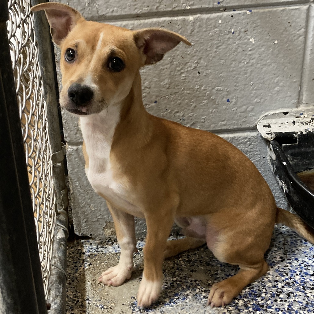 JOJO - Chihuahua available for adoption