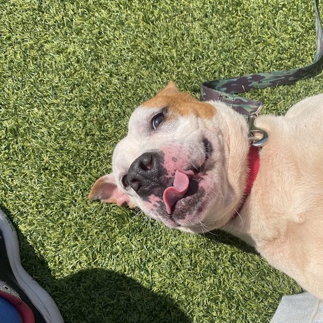 Photo of Dexter 12