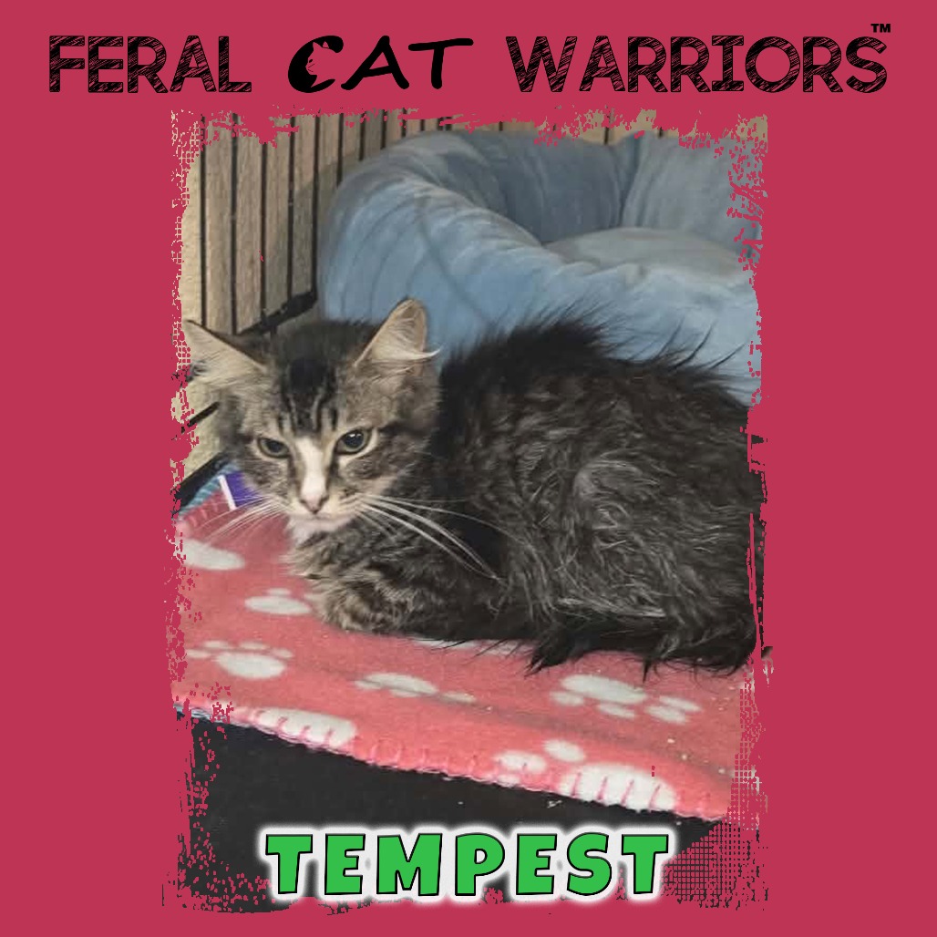Tempest